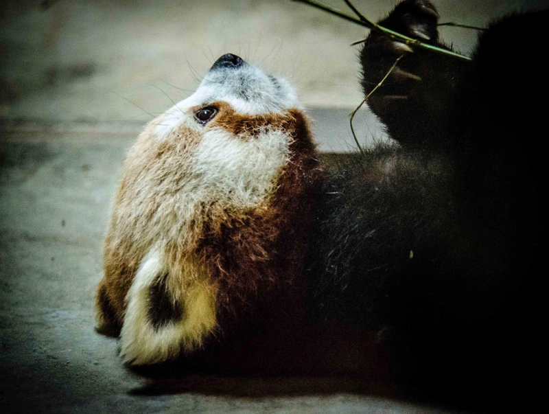 Illustration for article titled The San Francisco Zoo Got A New Red Panda and He's Adorable